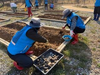  감자에 잎이나서 싹싹싹 <오손도손체험마을 감자 파종> 