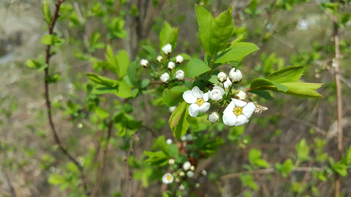  효령타운에 피여있는 봄꽃들