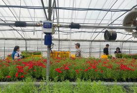  [노인맞춤돌봄] 농업기술센터에서 여름꽃(패랭이꽃) 연계지원