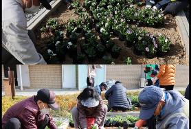  도시정원에 봄꽃을 심었습니다.(숲앤둘레길 관리대사업)