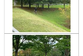  효령노인복지타운 잔디유지관리용역 추진