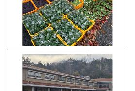  효령노인복지타운 화단 겨울꽃 식재(2024년,  꽃양배추 등 3종 1,064본)