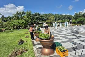  효령타운 가로화단 식재용 가을꽃  식재