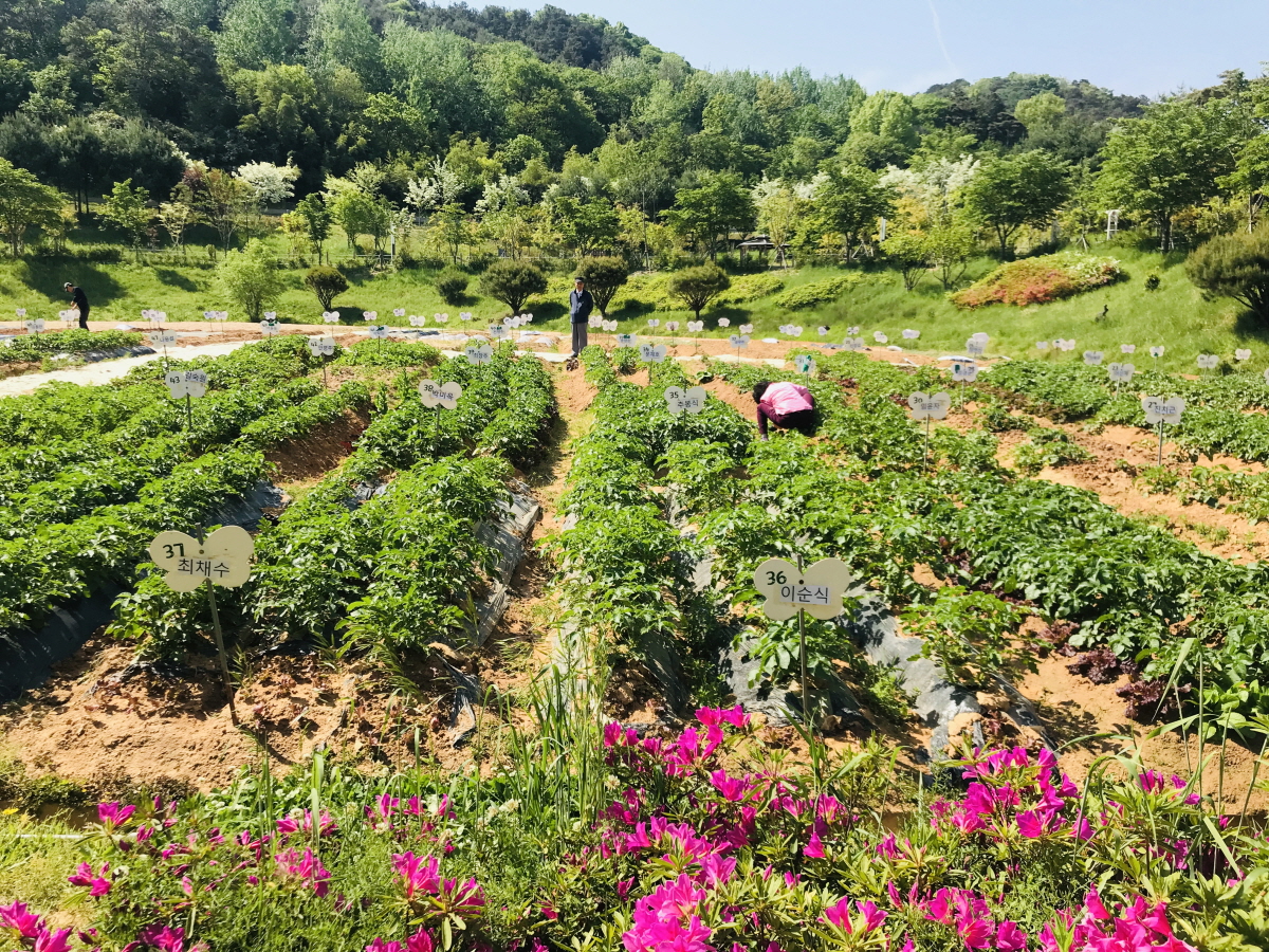  효령타운 영농체험장