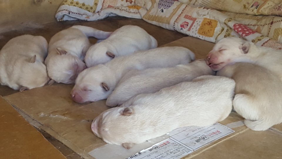  귀여운 효령이 강아지 탄생