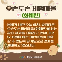  오손도손 체험마을(화훼반) 감자심기